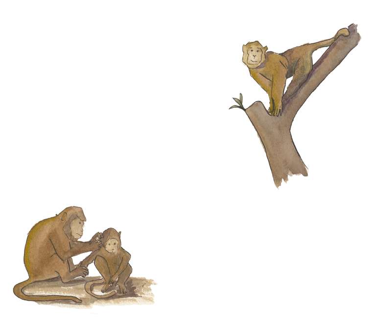 illustration of monkeys