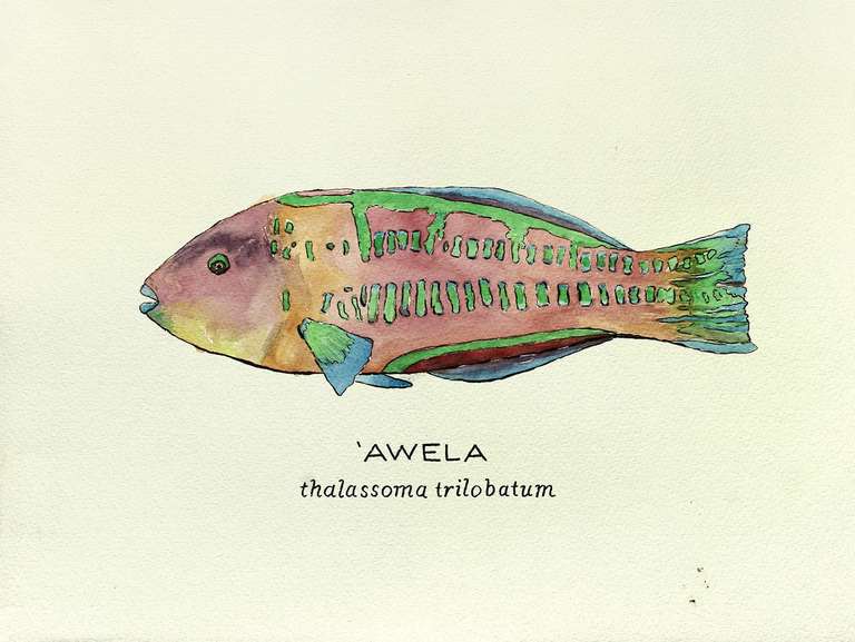 A watercolor illustration of an 'awela.
