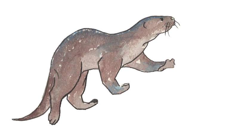 otter illustration