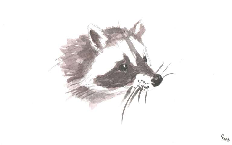 watercolor of a racoon's face