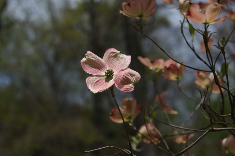 photograph of a dogwood flower