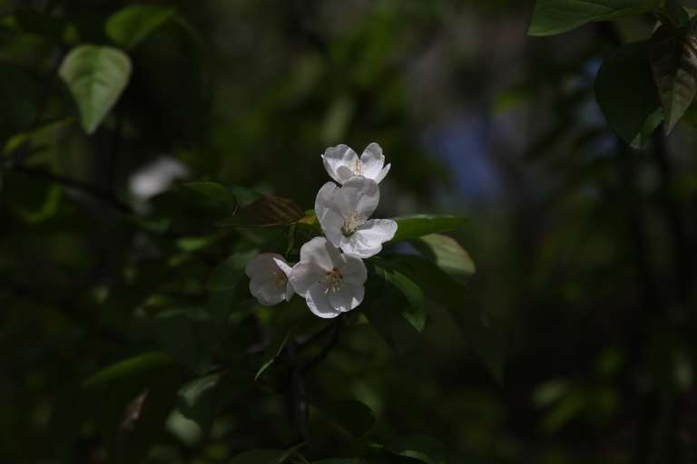 photograph of small white flowers