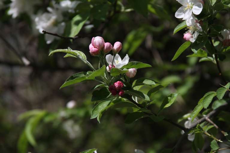 photograph of pink and white apple flowers