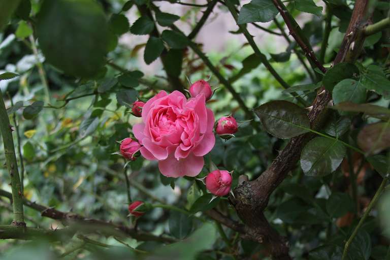 A picture of a rose and rose buds