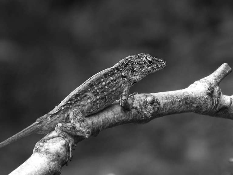 Black and White PHotograph of an anole lizard.